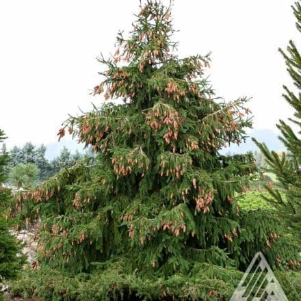 Gotelli Weeping Spruce Pahl S Market Apple Valley Mn