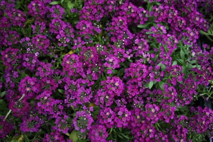 Purple Alyssum - Plant Library - Pahl's Market - Apple Valley, MN