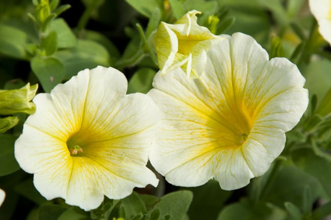 Potunia Yellow Petunia - Plant Library - Pahl's Market - Apple Valley, MN