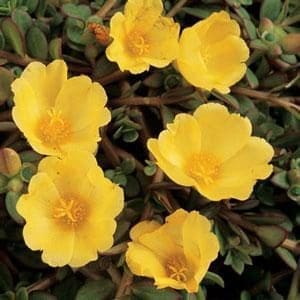 Yellow Purslane - Plant Library - Pahl's Market - Apple Valley, MN