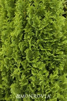 Degroot's Spire Arborvitae - Plant Library - Pahl's Market - Apple ...