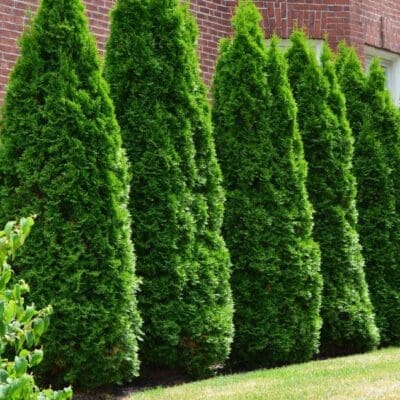 Pyramidal Arborvitae - Plant Library - Pahl's Market - Apple Valley, MN