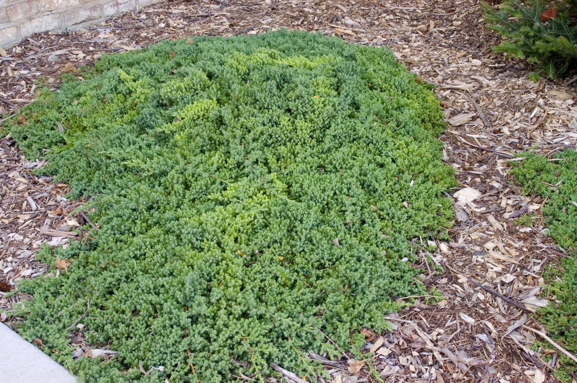 Dwarf Japgarden Juniper - Plant Library - Pahl's Market - Apple Valley, MN