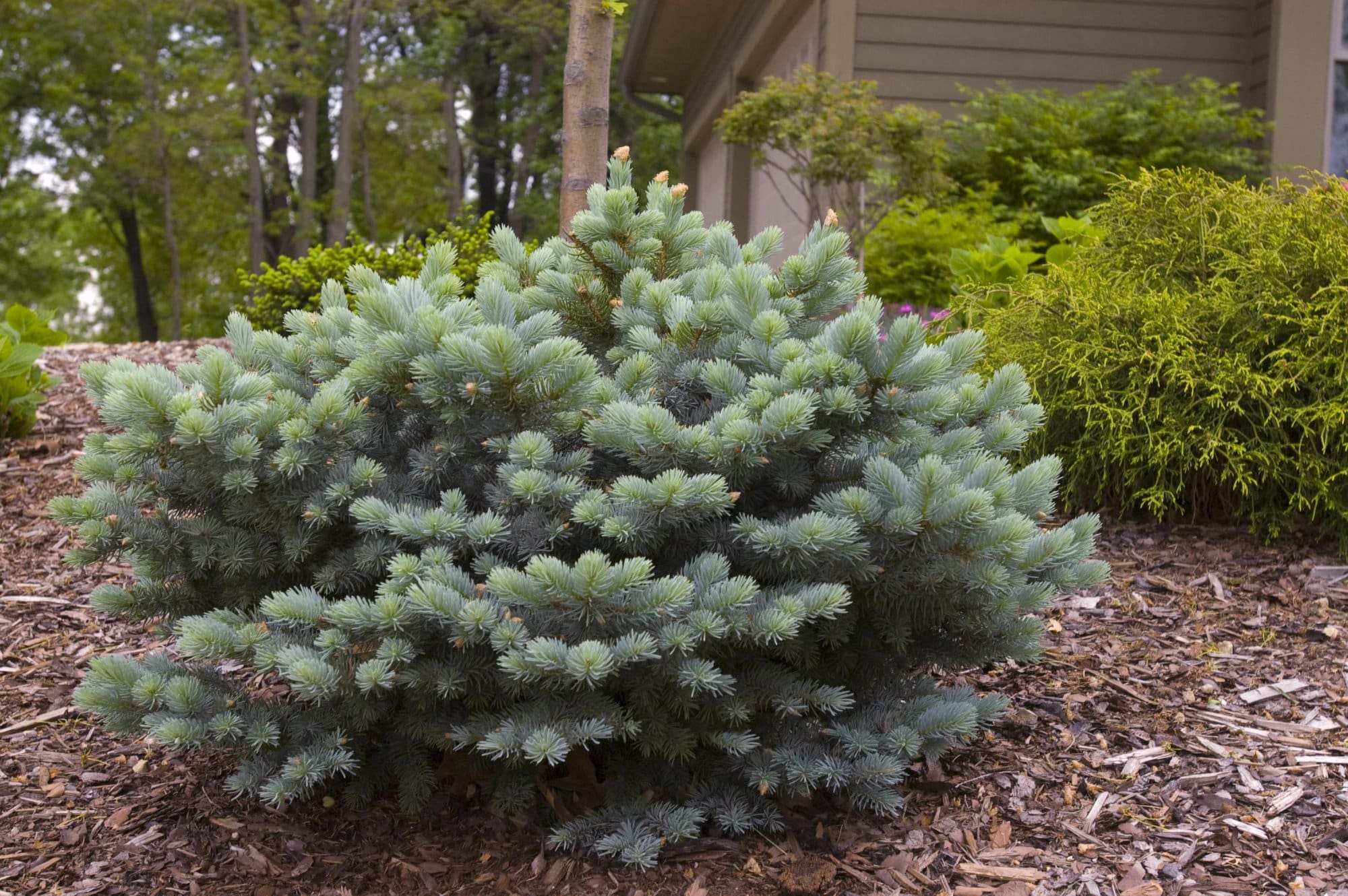 Globe Blue Spruce - Plant Library - Pahl's Market - Apple Valley, MN