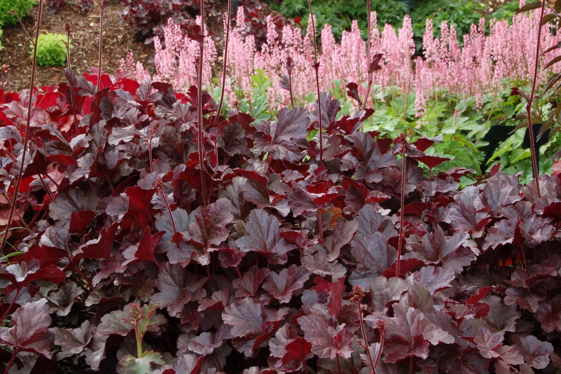 Obsidian Coral Bells - Plant Library - Pahl's Market - Apple Valley, MN