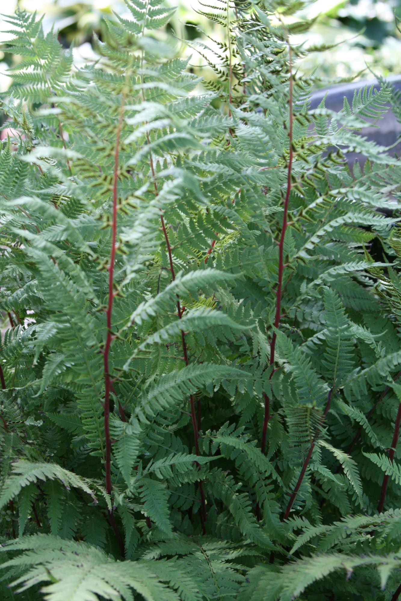 lady-in-red-fern-plant-library-pahl-s-market-apple-valley-mn