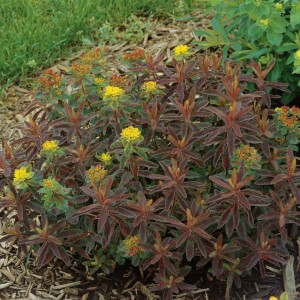 Bonfire Cushion Spurge - Plant Library - Pahl's Market - Apple Valley, MN