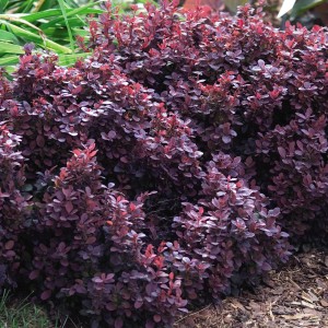 Concorde Barberry - Plant Library - Pahl's Market - Apple Valley, MN