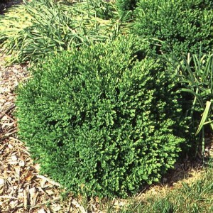 Chicagoland Green Boxwood - Plant Library - Pahl's Market - Apple ...