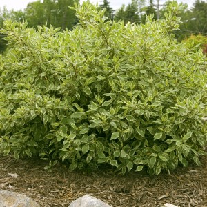 Ivory Halo Dogwood - Plant Library - Pahl's Market - Apple Valley, MN