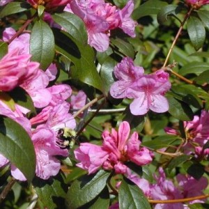 Aglo Rhododendron - Plant Library - Pahl's Market - Apple Valley, MN