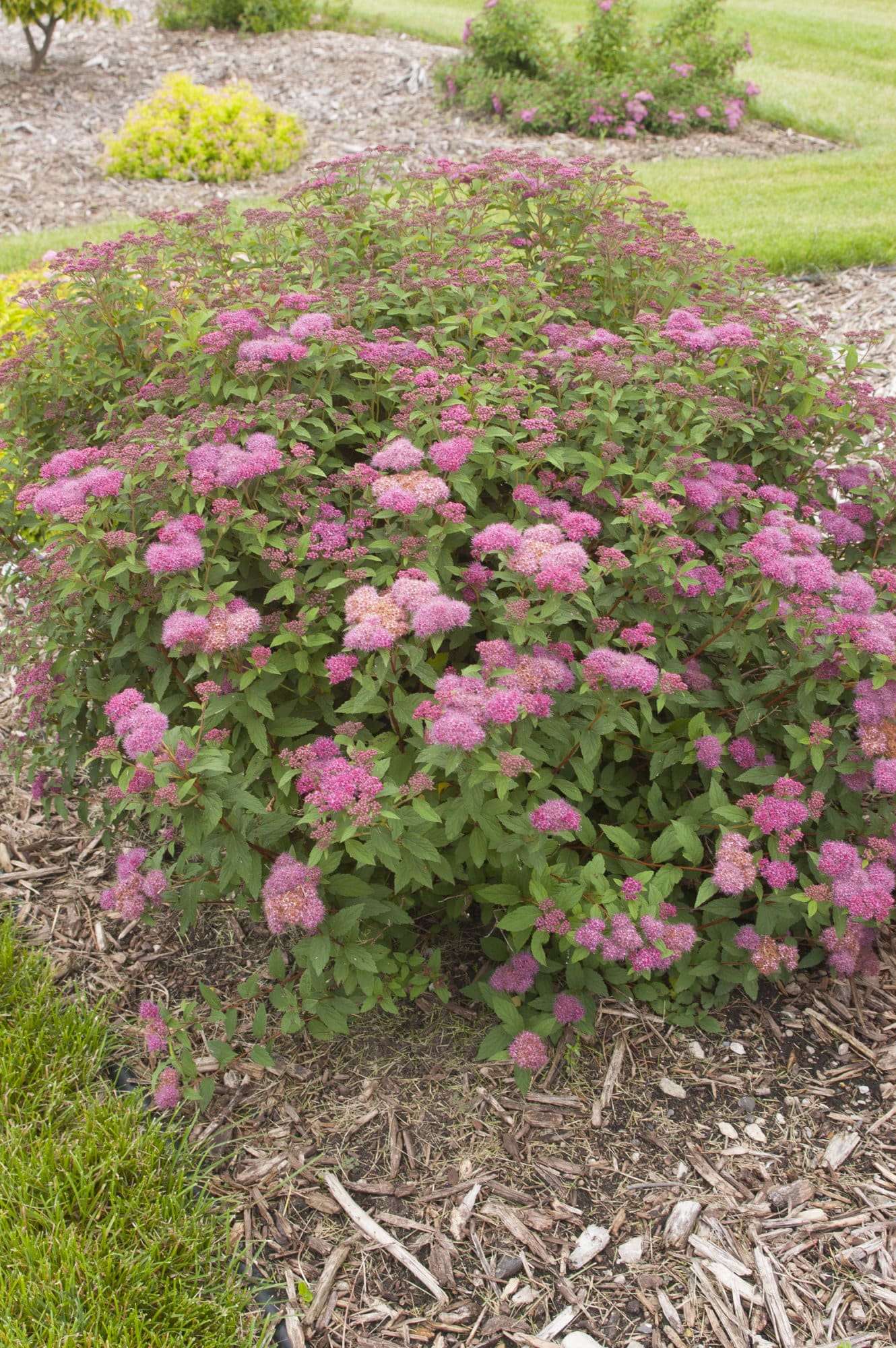 Superstar Spirea - Plant Library - Pahl's Market - Apple ...