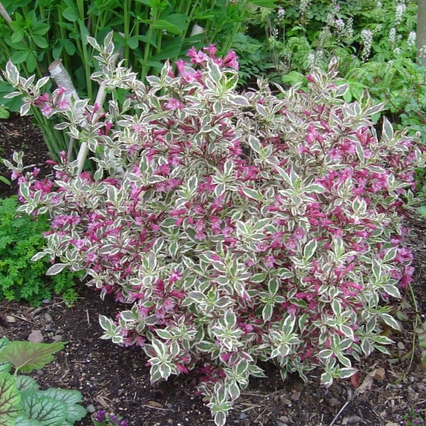 My Monet Weigela - Plant Library - Pahl's Market - Apple Valley, MN