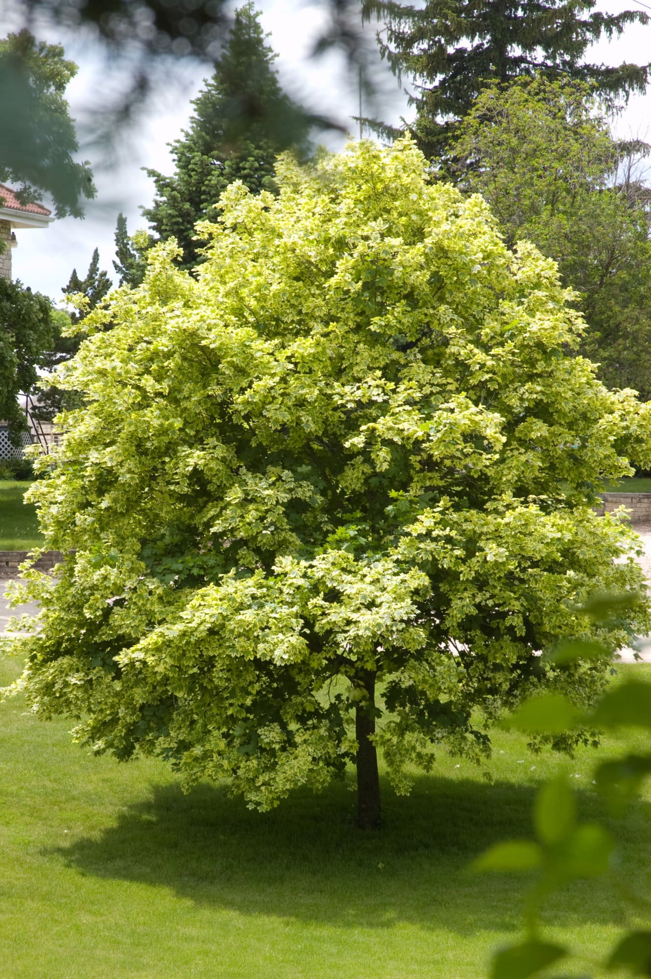 Variegated Norway Maple Plant Library Pahls Market Apple Valley Mn