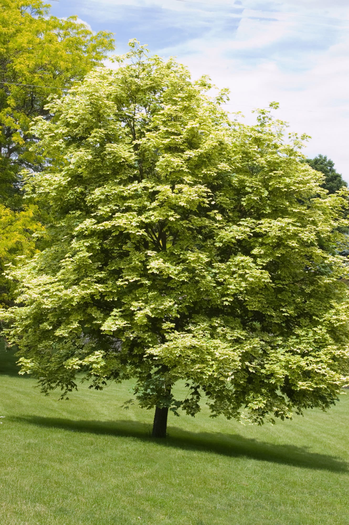 buy norway maple tree