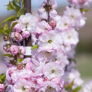 Double Flowering Plum - Tree - Plant Library - Pahl's Market - Apple ...