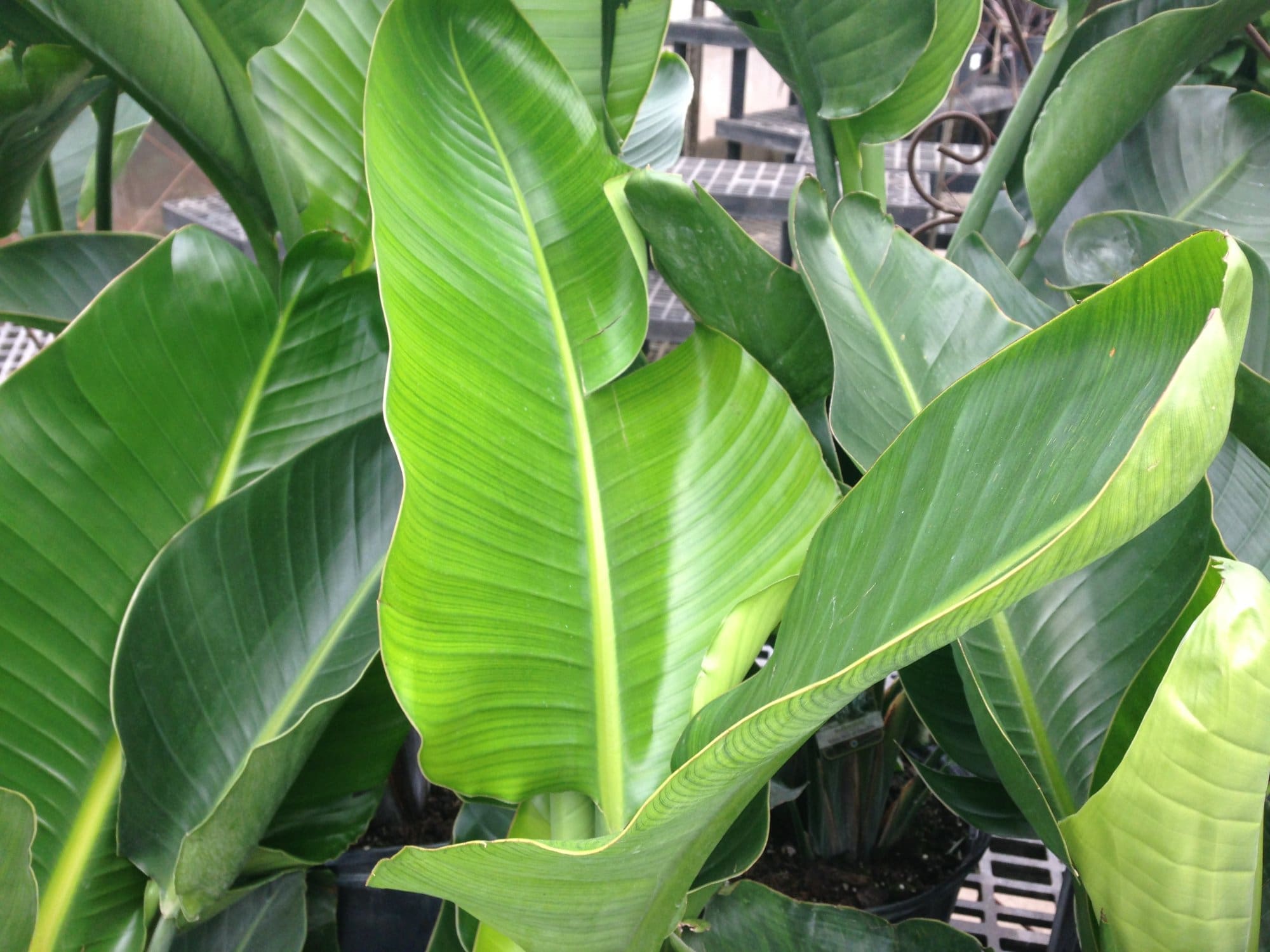 White Bird-of-Paradise - Plant Library - Pahl's Market - Apple Valley, MN