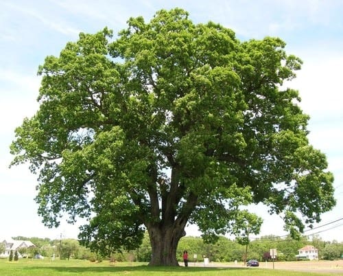 Swamp White Oak - Plant Library - Pahl's Market - Apple Valley, MN