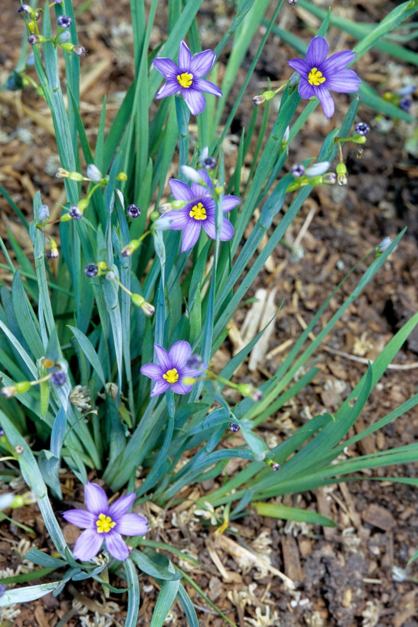 sisyrinchium-blue-eyed-grass-plant-library-pahl-s-market-apple