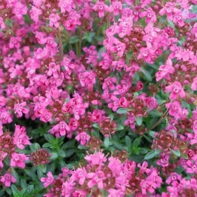 Pink Chintz Thyme - Plant Library - Pahl's Market - Apple Valley, MN