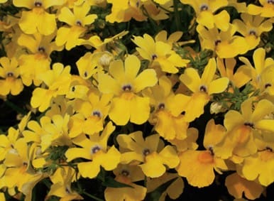 Sunsatia Lemon Nemesia - Plant Library - Pahl's Market - Apple Valley, MN