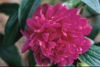 Kansas Double Peony - Plant Library - Pahl's Market - Apple Valley, MN