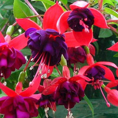 Dark Eyes Trailing Fuchsia - Plant Library - Pahl's Market - Apple ...