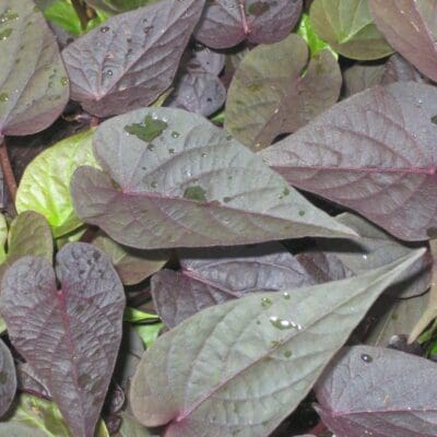 Heart Purple Sweet Potato Vine - Plant Library - Pahl's Market - Apple ...