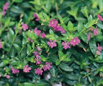 Lavender Lace Cuphea (Mexican Heather) - Plant Library - Pahl's Market ...