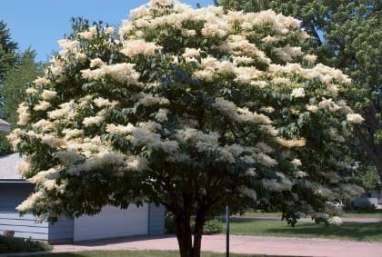 Snowdance Japanese Tree Lilac Pahl S Market Apple Valley Mn