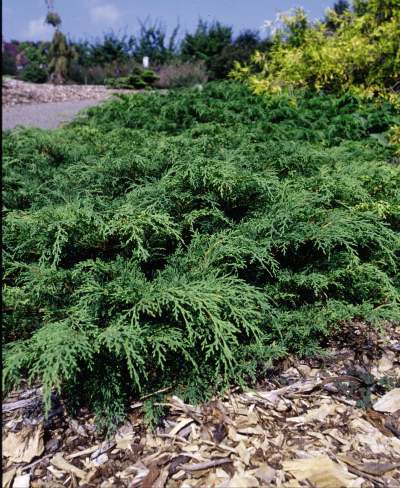 Russian Cypress - Plant Library - Pahl's Market - Apple Valley, MN