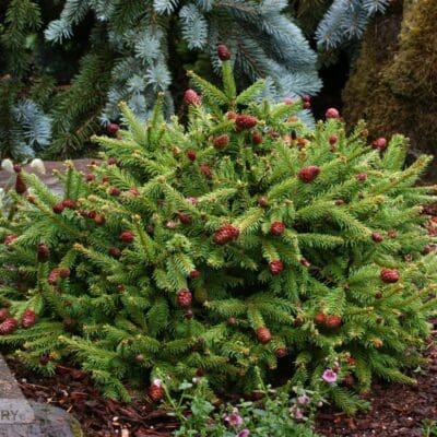 Dwarf Acrocona Spruce - Plant Library - Pahl's Market - Apple Valley, MN