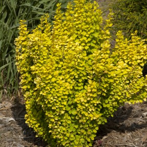 Sunjoy Gold Pillar Barberry - Plant Library - Pahl's ...