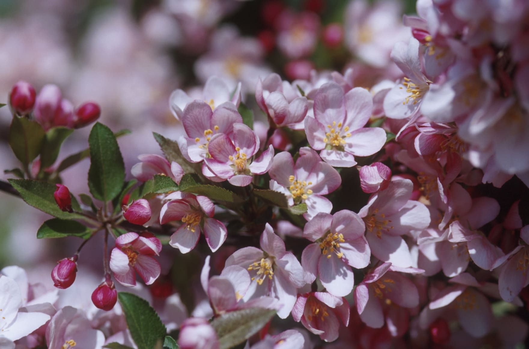 Camelot Crabapple - Plant Library - Pahls Market - Apple Valley, MN