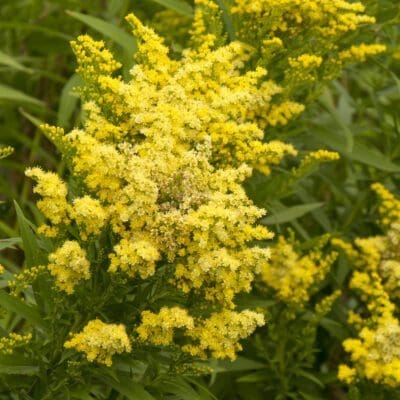 Little Lemon Goldenrod - Plant Library - Pahl's Market - Apple Valley, MN