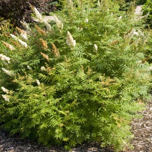 Sem Ash Leaf Spirea - Plant Library - Pahl's Market - Apple Valley, MN