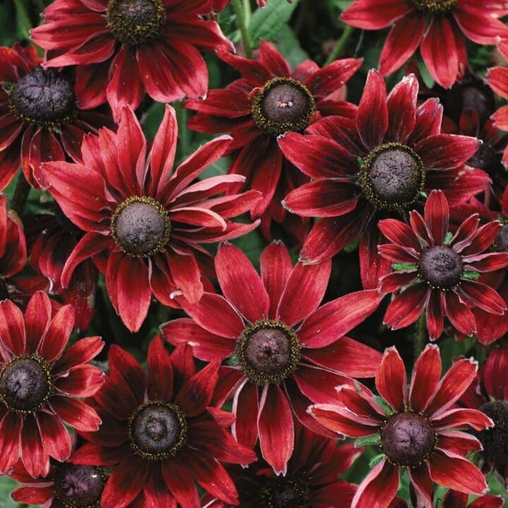 Rudbeckia Cherry Brandy