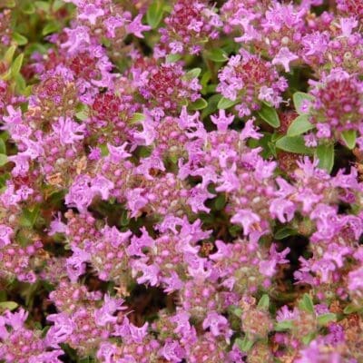 Magic Carpet Creeping Thyme - Plant Library - Pahl's Market - Apple ...