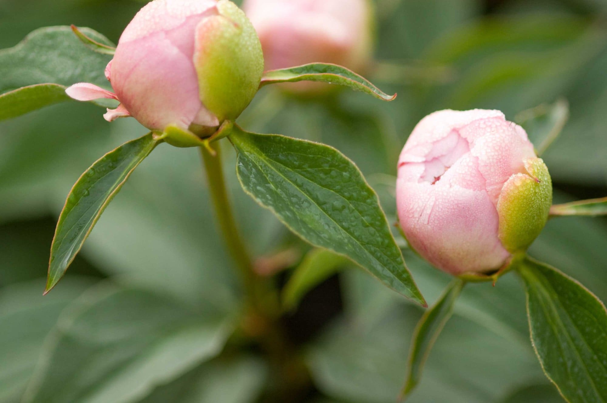 Do Tell Peony - Plant Library - Pahls Market - Apple Valley, MN