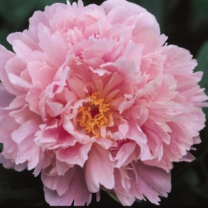 Sarah Bernhardt Double Peony - Plant Library - Pahl's Market - Apple ...