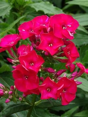 Red Flame Dwarf Garden Phlox - Plant Library - Pahl's Market - Apple ...