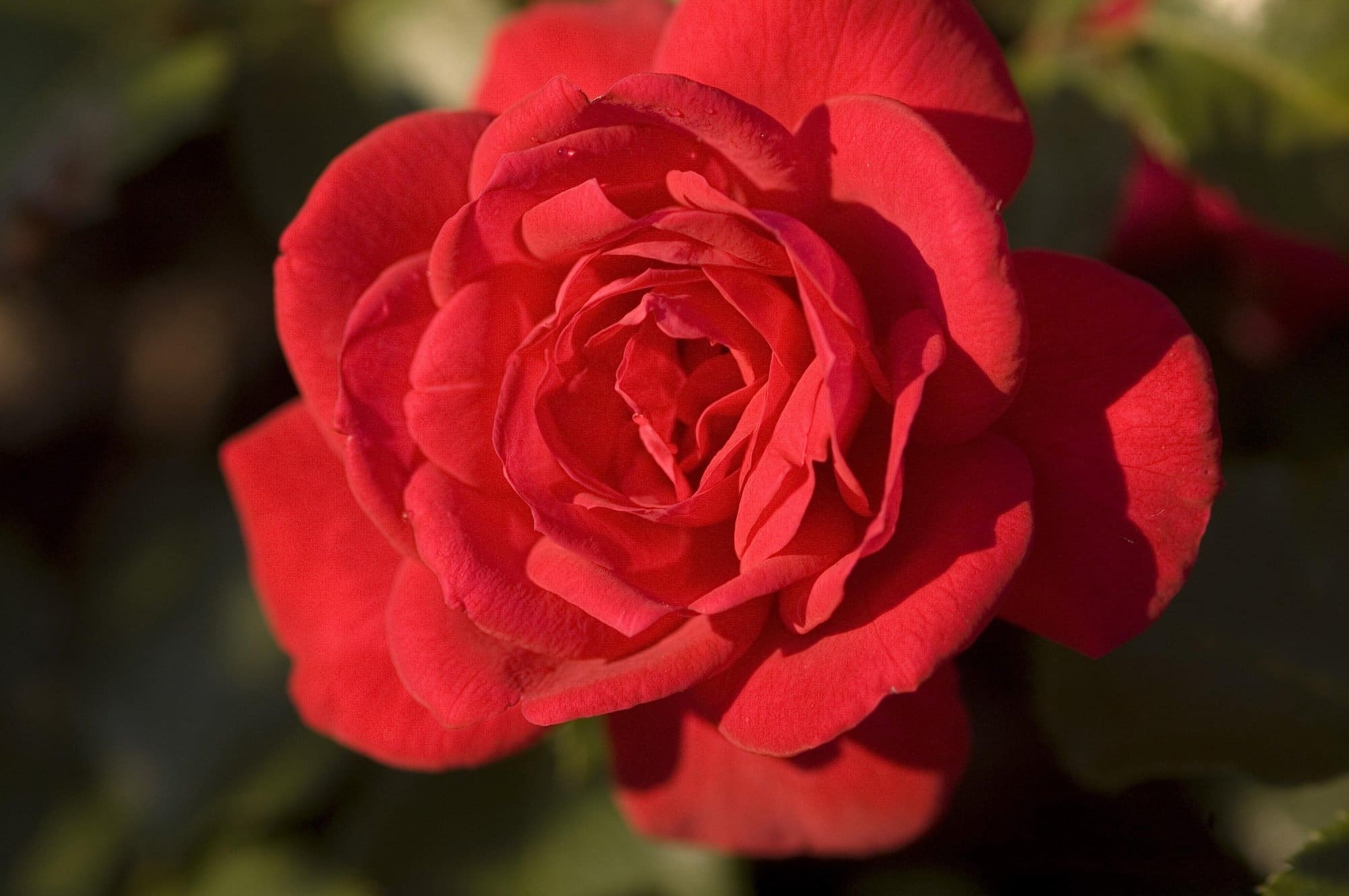 Super Hero Rose - Plant Library - Pahl's Market - Apple Valley, MN