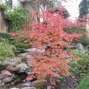 North Wind Maple - Plant Library - Pahl's Market - Apple Valley, MN