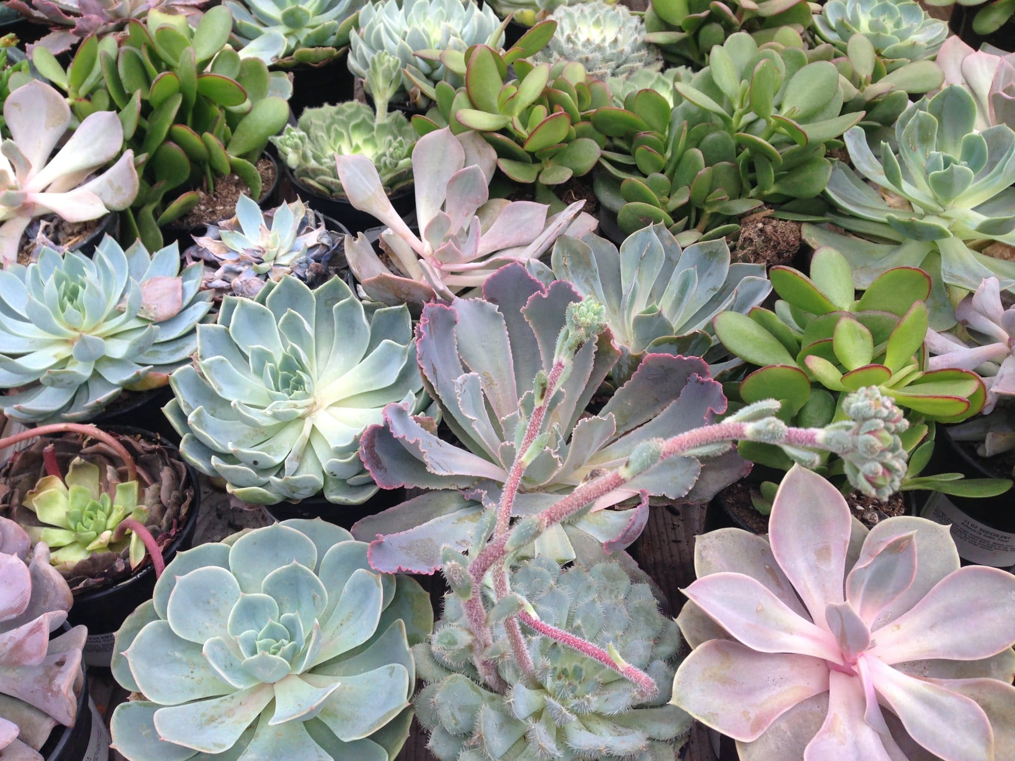 Succulent Mixed - Plant Library - Pahl's Market - Apple Valley, MN