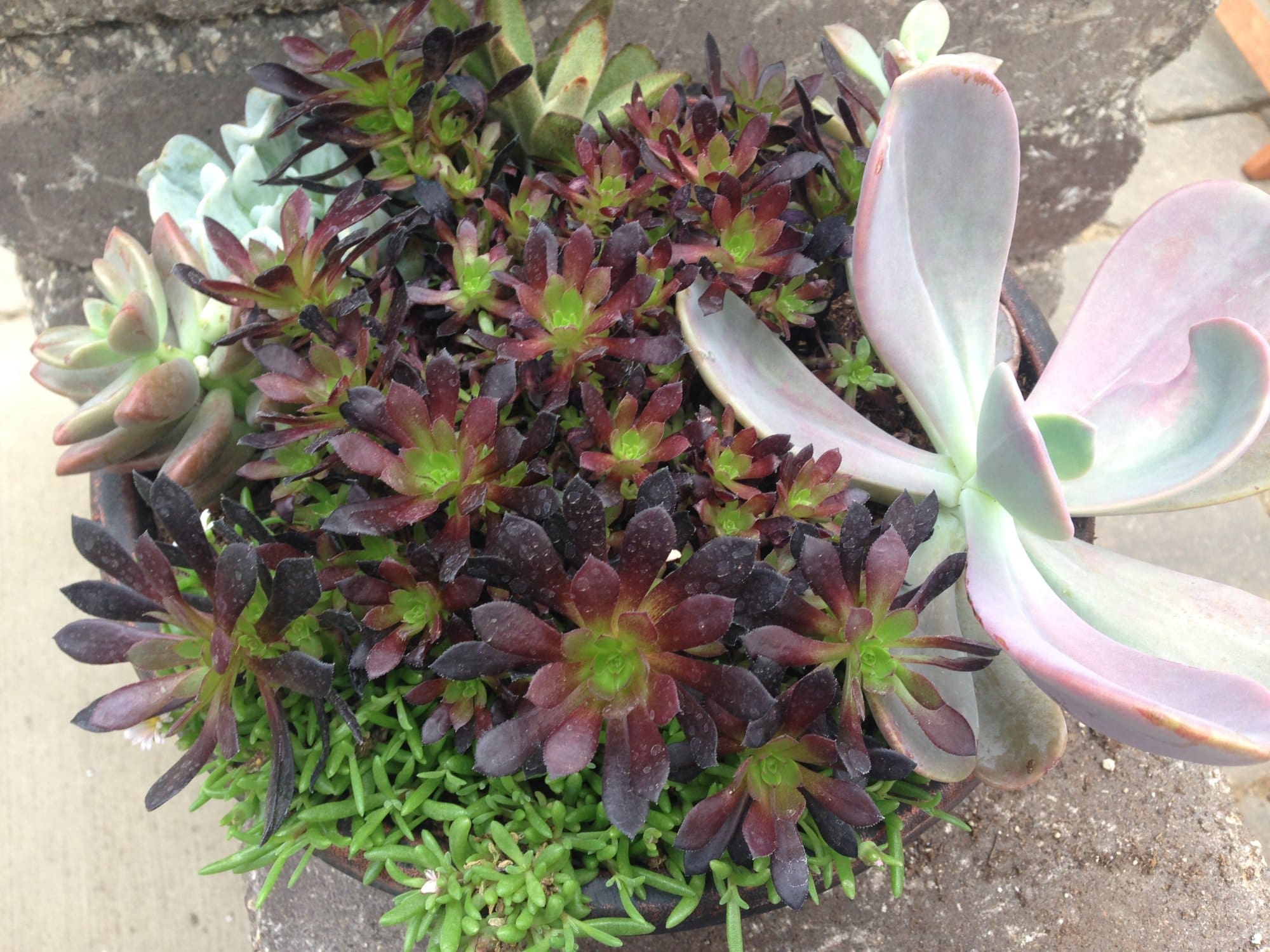 Succulent Mixed - Plant Library - Pahl's Market - Apple Valley, MN