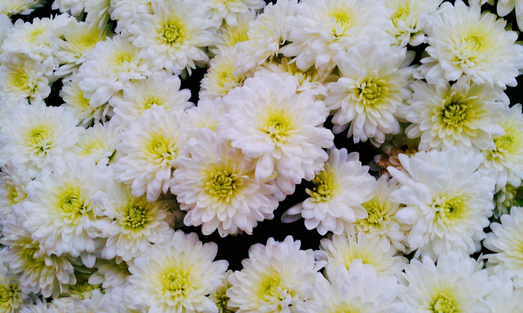 White Garden Mum - Plant Library - Pahl's Market - Apple Valley, MN