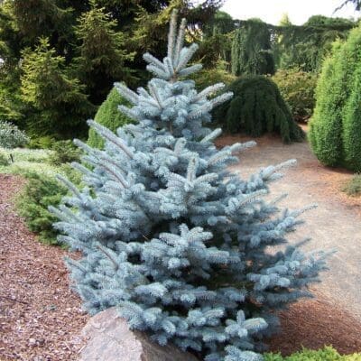 Skinny Blue Genes Spruce - Pahl's Market - Apple Valley, MN