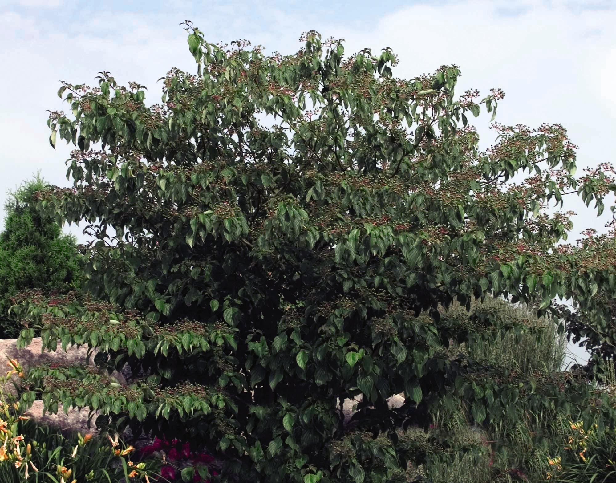 Pagoda Dogwood - Shrub - Plant Library - Pahl's Market ...