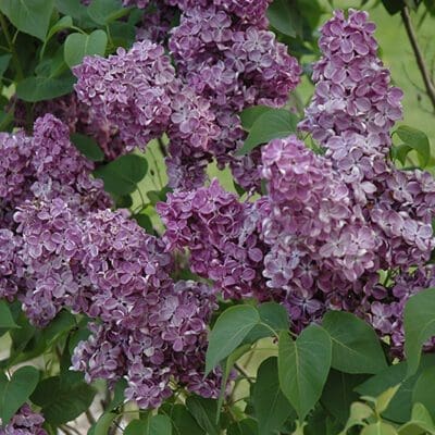 Yankee Doodle Lilac - Plant Library - Pahl's Market - Apple Valley, MN