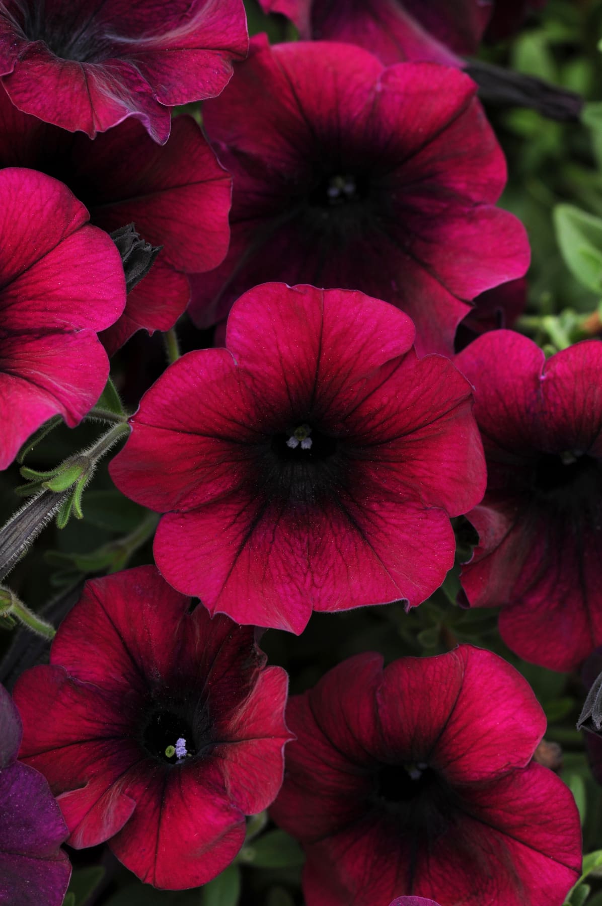 Easy Wave Burgundy Velour Petunia Plant Library Pahl's Market